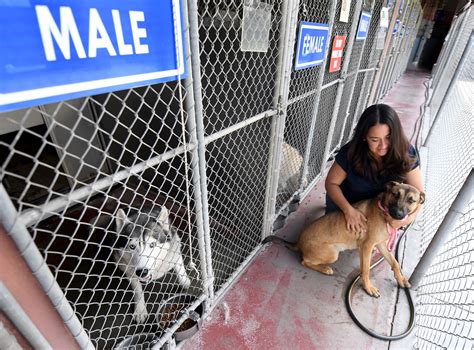 San bernardino animal pound - Veterinarian. Humane Society of San Bernardino Valley. 374 West Orange Show Road, San Bernardino, CA 92408. From $120,000 a year - Part-time, Full-time. Responded to 75% or more applications in the past 30 days, typically within 3 days. Apply now.